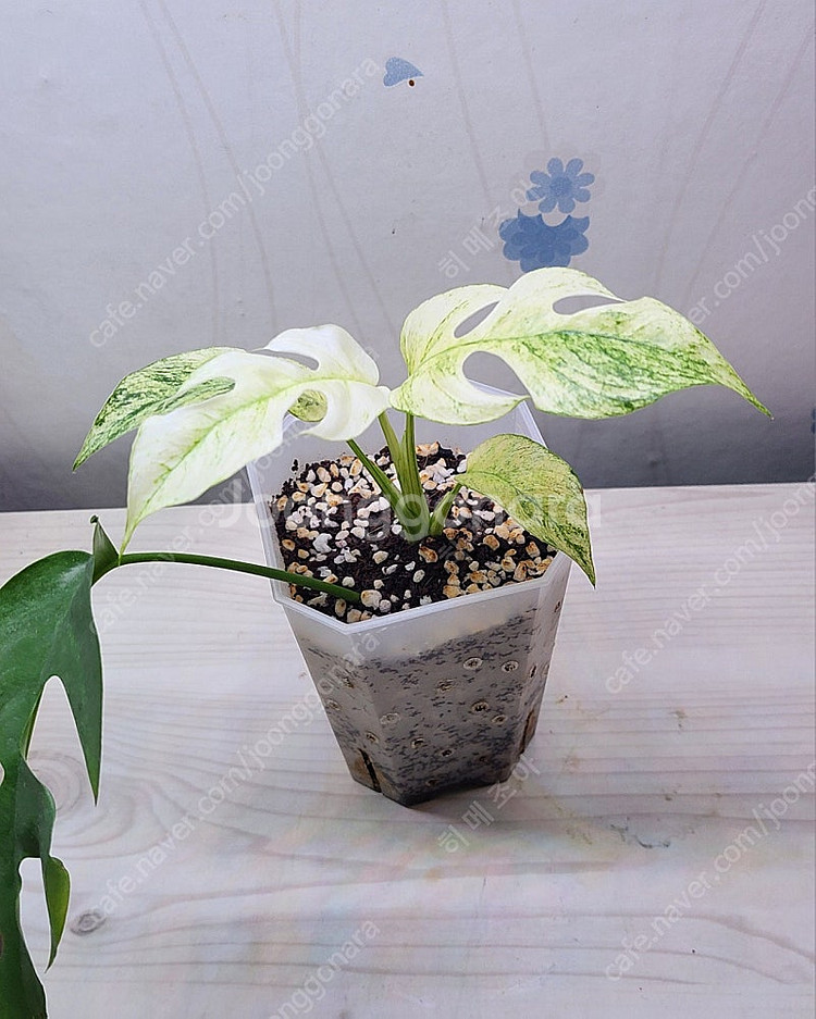 무늬히메,화이트민트히메,풀민트히메,트루비스킨,에피민트 등 여러 희귀식물 분양해요--1